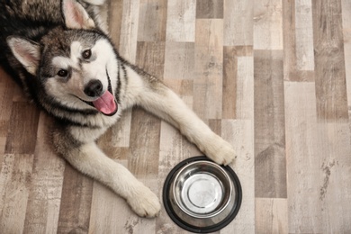 Cute Alaskan Malamute dog with bowl lying on floor, top view