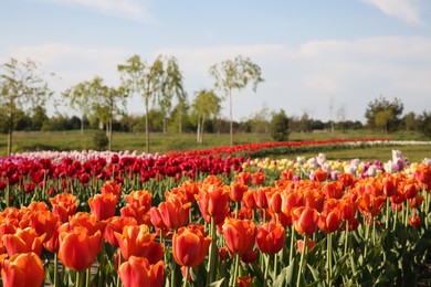 Beautiful colorful tulip flowers growing in field on sunny day