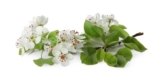 Beautiful flowers of blossoming pear tree on white background