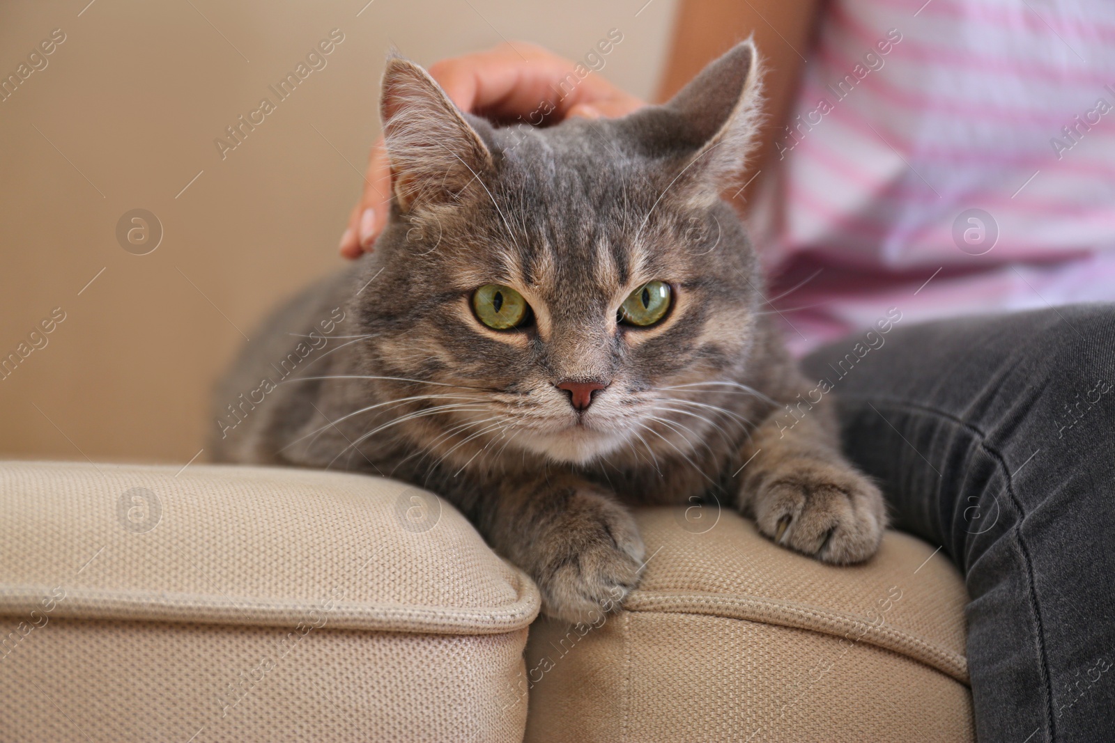 Photo of Young woman and cute gray tabby cat on couch indoors, closeup. Lovely pet