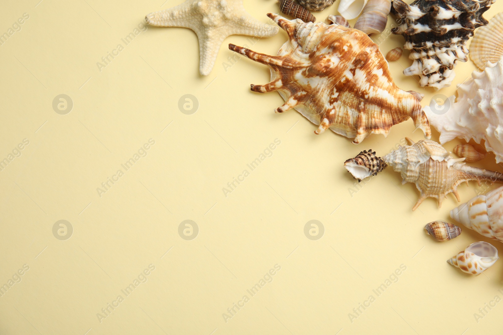 Photo of Different beautiful sea shells on yellow background, flat lay. Space for text