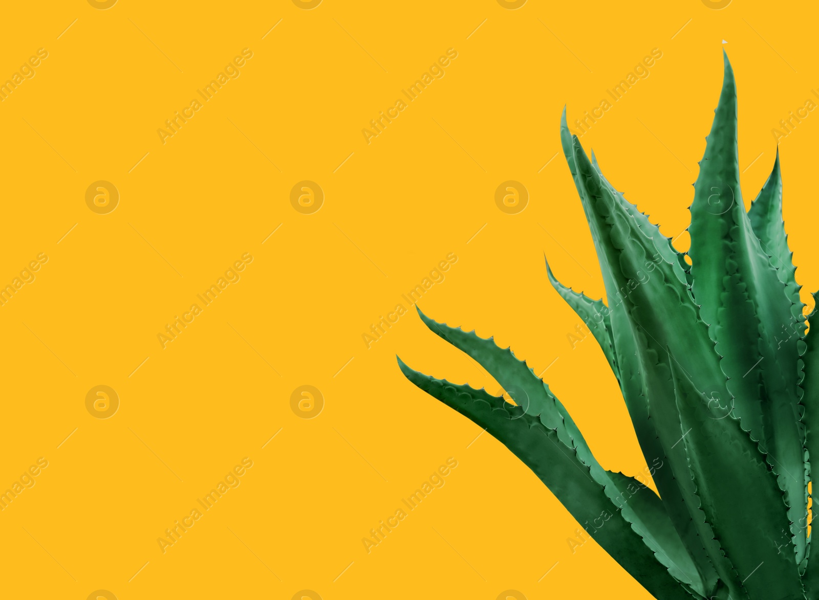 Image of Beautiful green agave plant on golden background