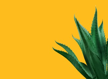 Image of Beautiful green agave plant on golden background