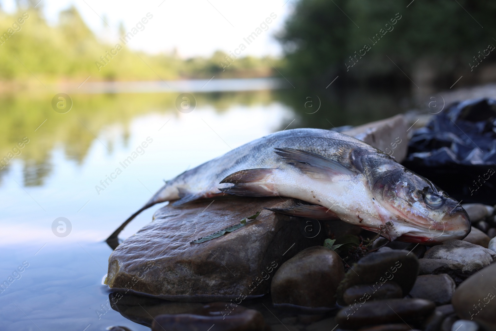 Photo of Dead fish on stone near river. Environmental pollution concept