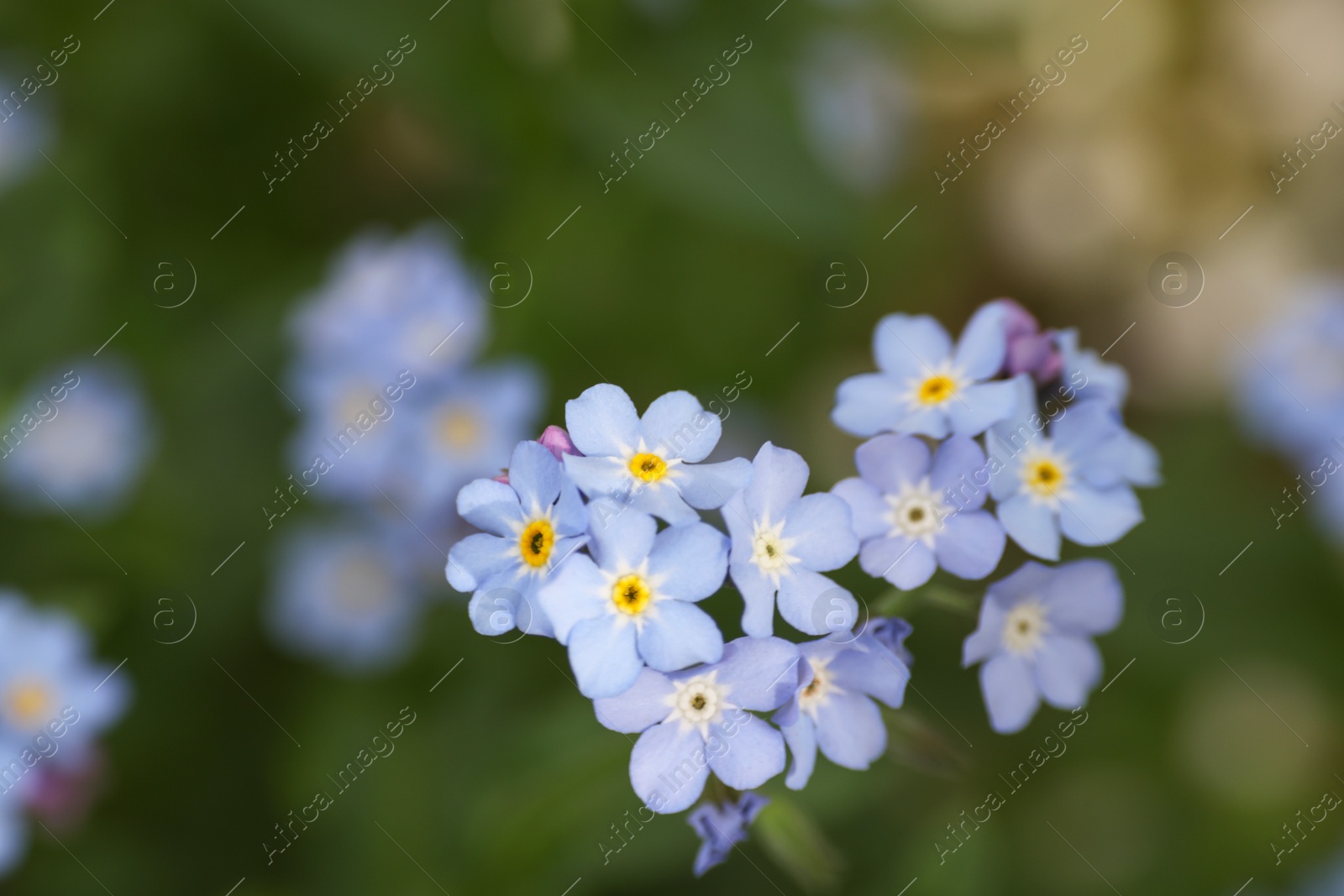 Photo of Beautiful forget-me-not flowers growing outdoors, space for text. Spring season