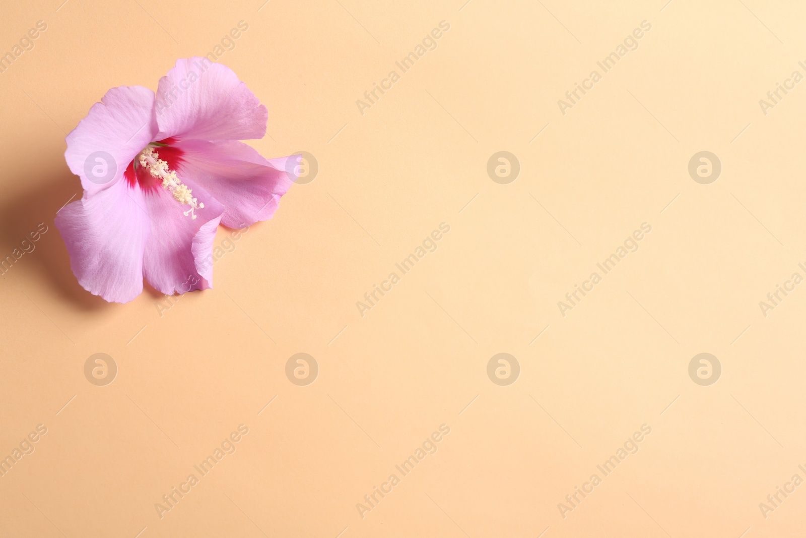 Photo of Beautiful tropical Hibiscus flower on color background with space for design, top view