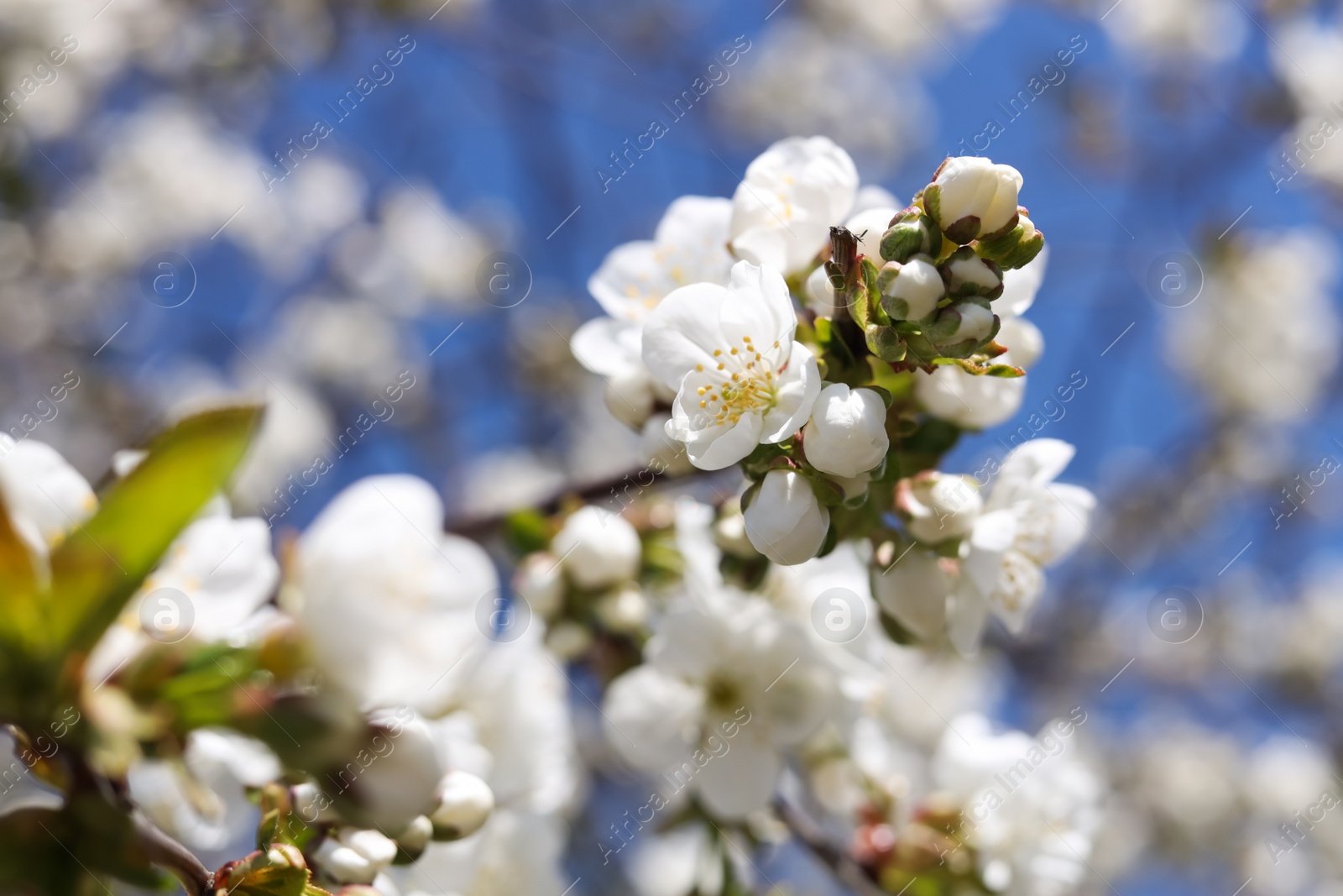 Photo of Closeup view of beautiful blossoming plum outdoors on sunny spring day