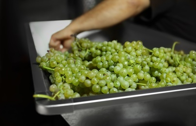 Photo of Fresh ripe grapes in crusher indoors, closeup. Winemaking process