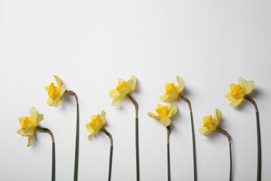 Photo of Beautiful yellow daffodils on white background, flat lay