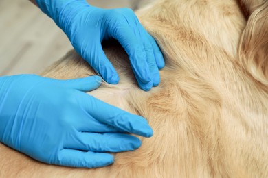 Veterinarian checking dog's skin for ticks, closeup