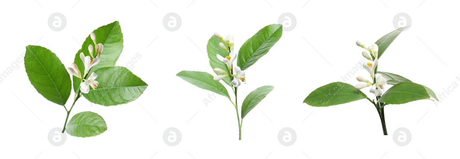 Image of Set of branches with beautiful blooming citrus flowers on white background. Banner design