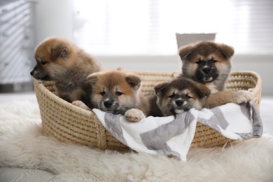 Photo of Cute Akita Inu puppies in wicker basket indoors