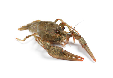 Fresh raw crayfish isolated on white. Healthy seafood