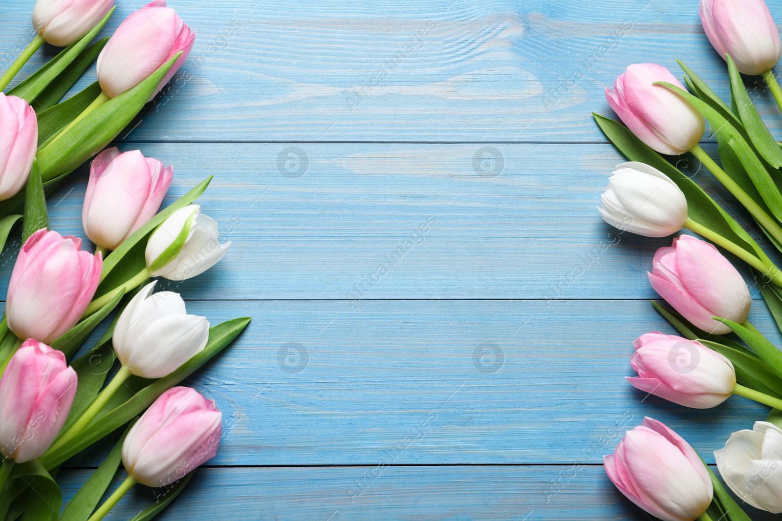 Photo of Beautiful pink spring tulips on light blue wooden background, flat lay. Space for text