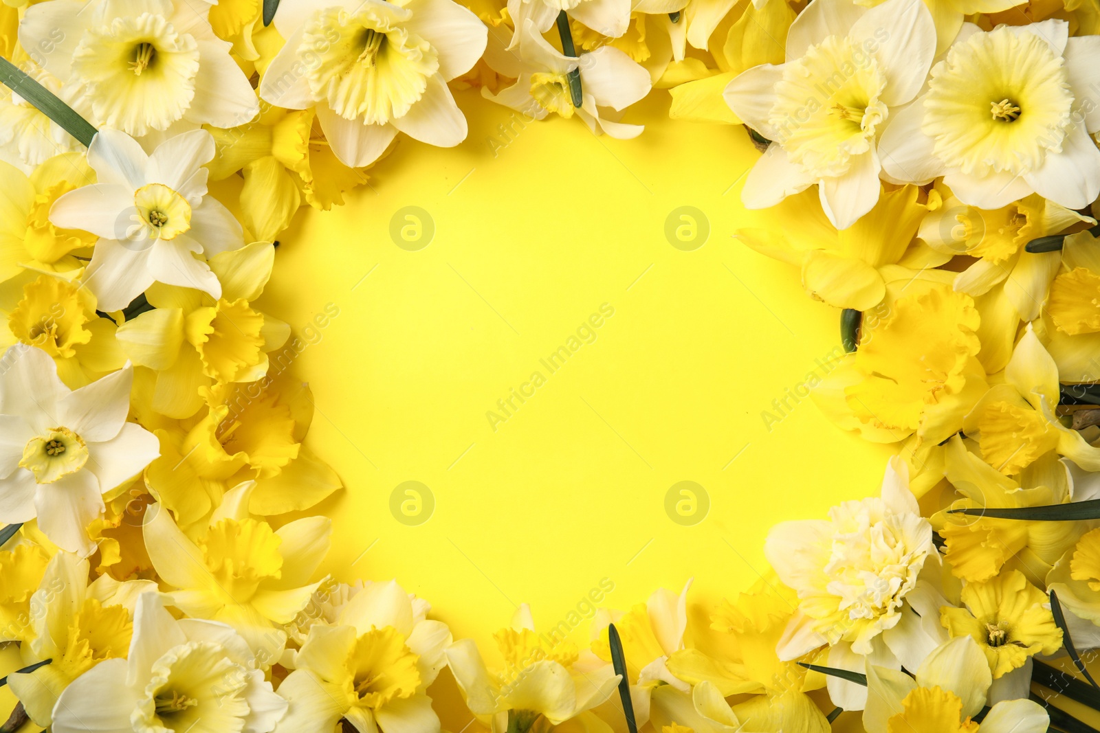 Photo of Flat lay composition with daffodils and space for text on color background. Fresh spring flowers