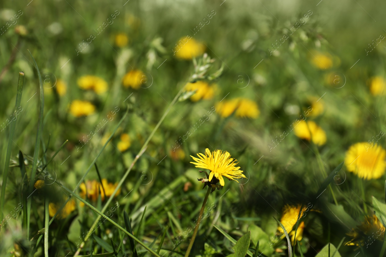 Photo of Many beautiful yellow dandelion flowers growing outdoors