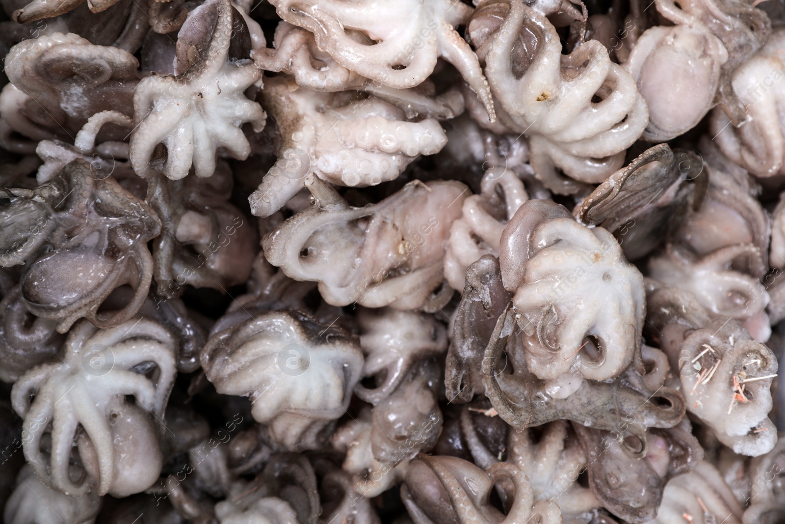 Photo of Frozen baby octopus as background, top view. Wholesale market