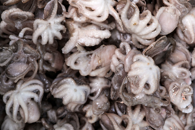 Photo of Frozen baby octopus as background, top view. Wholesale market