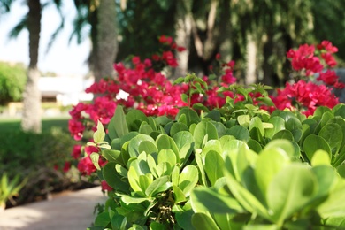 Beautiful tropical plants with flowers outdoors on sunny day