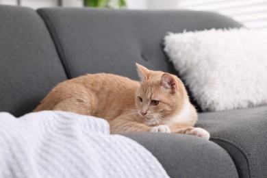 Photo of Cute ginger cat lying on sofa at home