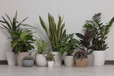 Photo of Collection of beautiful houseplants on floor near light wall