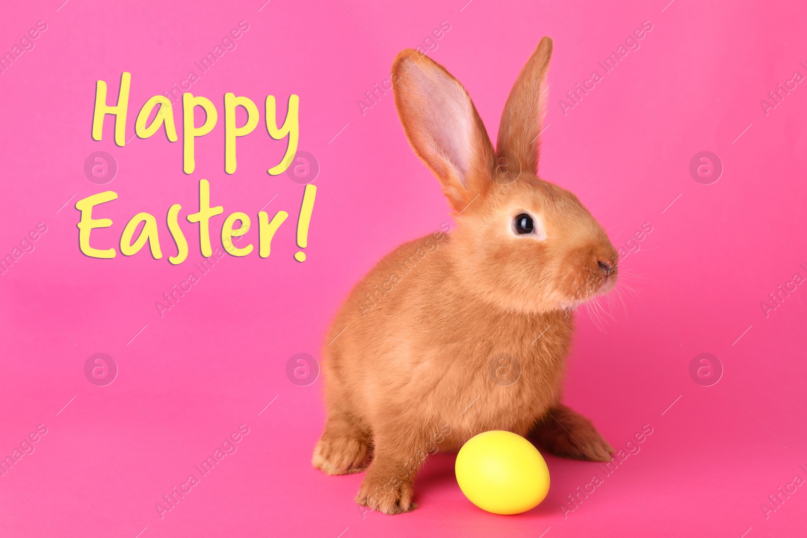 Image of Happy Easter! Cute bunny and yellow egg on pink background