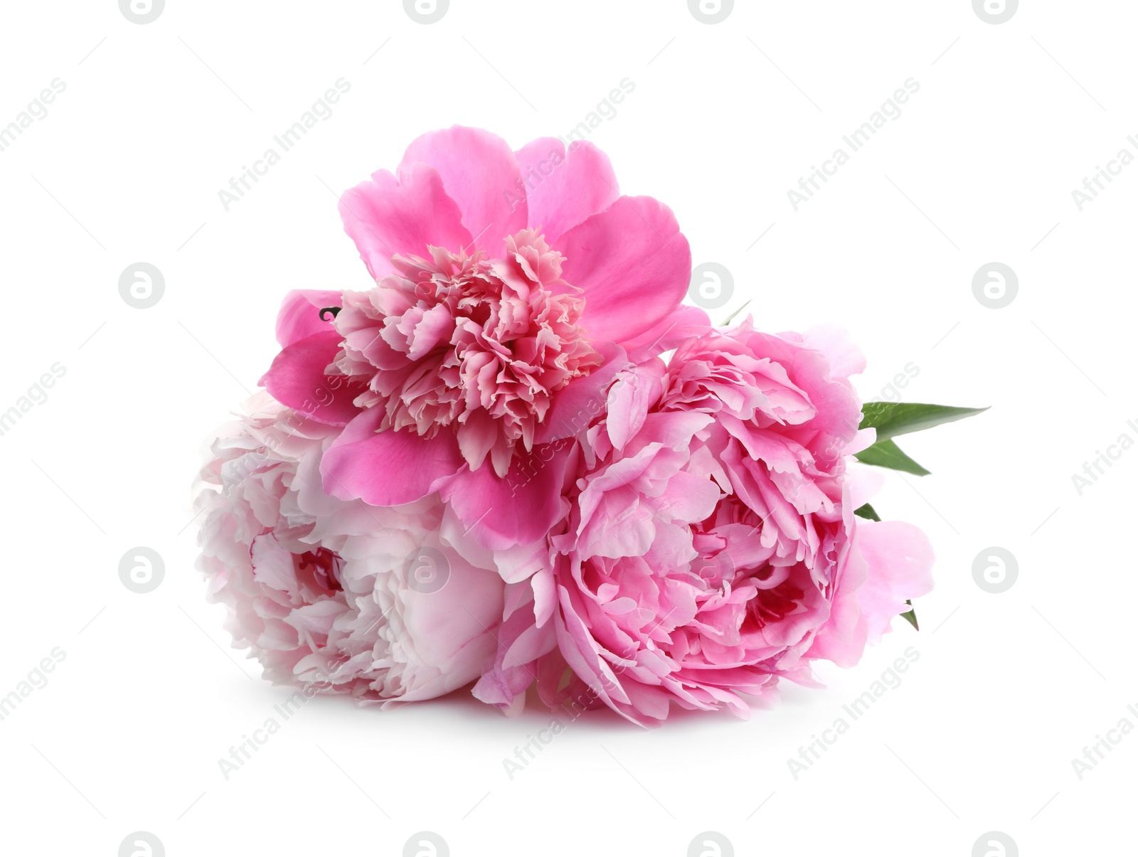 Photo of Bouquet of beautiful peonies on white background