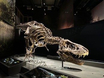 Photo of Leiden, Netherlands - November 19, 2022: Life size skeleton of Tyrannosaur in museum