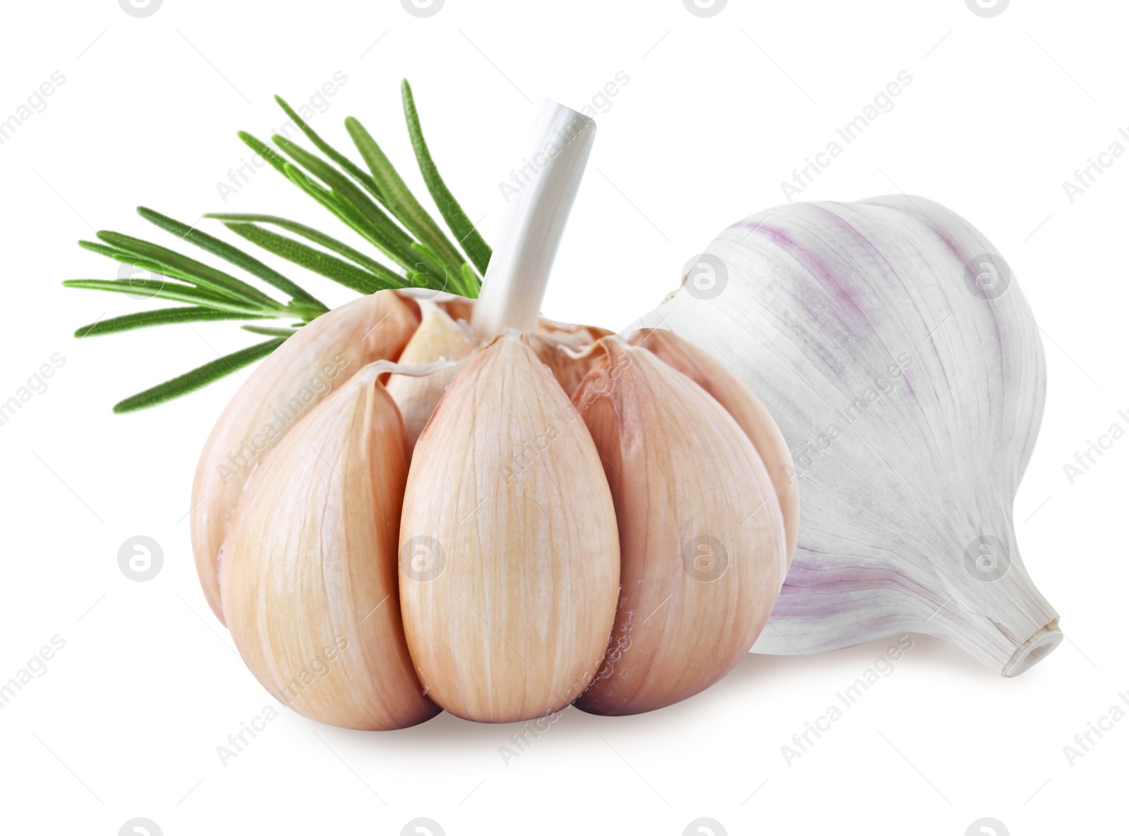 Image of Fresh garlic with rosemary on white background