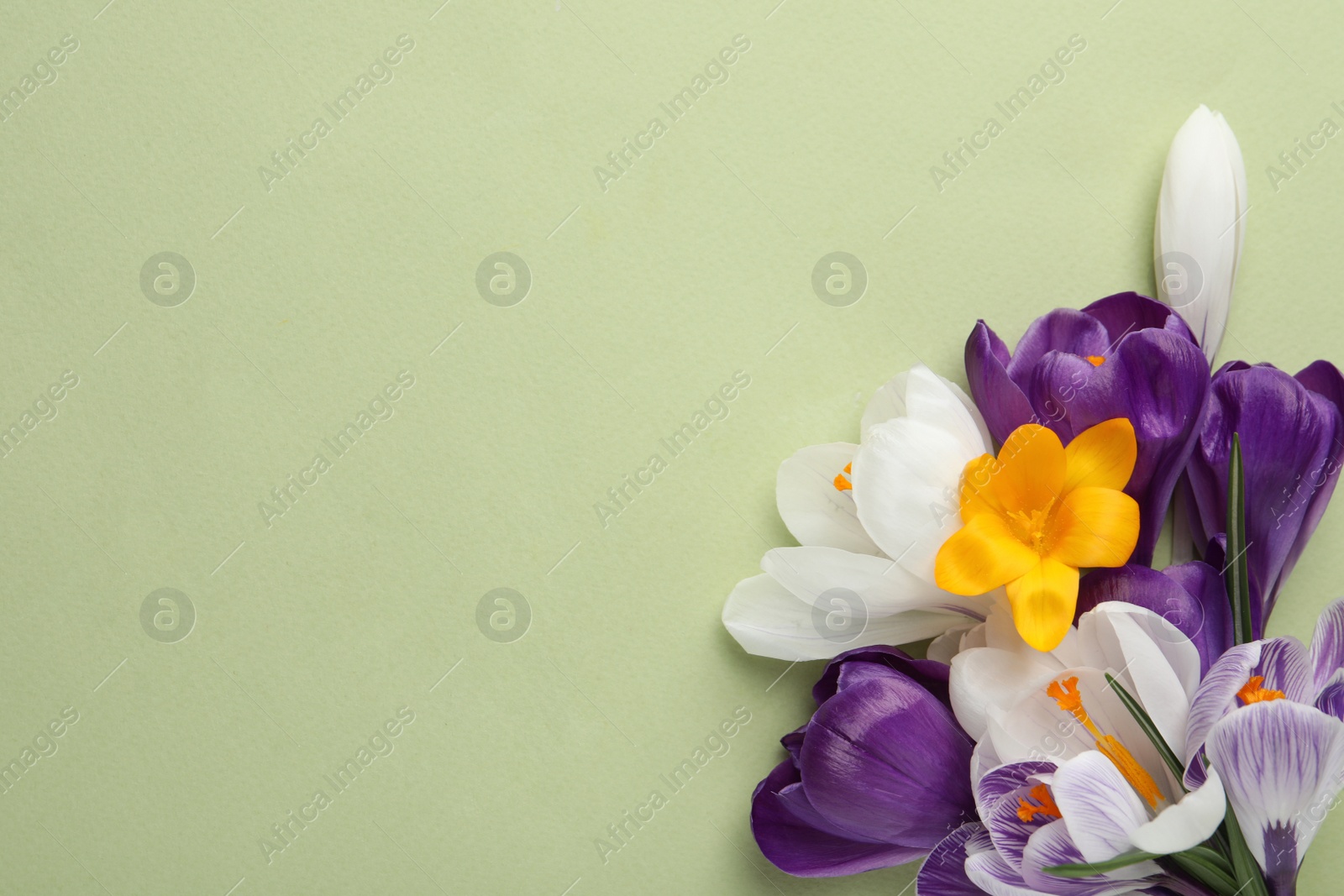 Photo of Beautiful crocus bouquet on beige background, top view. Space for text