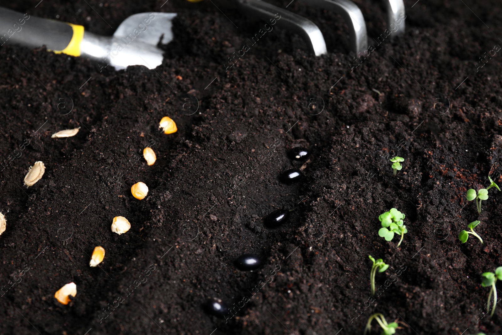 Photo of Different seeds on fertile soil. Vegetables growing