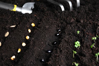 Photo of Different seeds on fertile soil. Vegetables growing