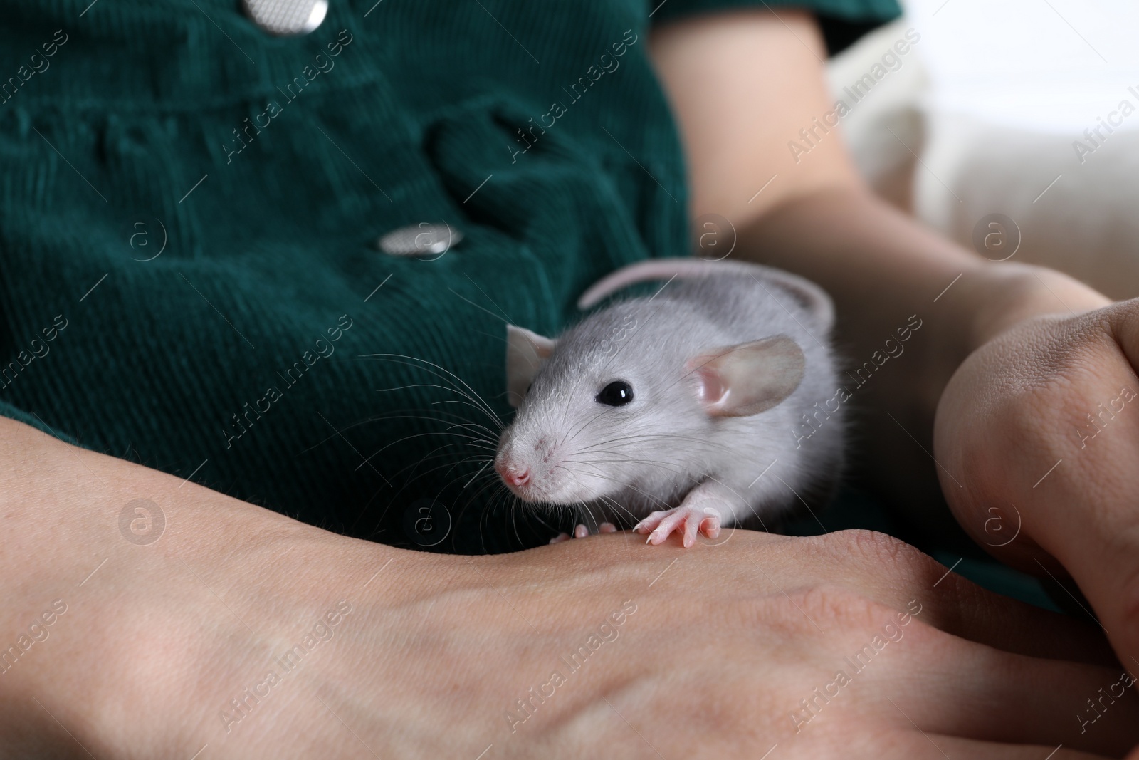 Photo of Woman holding cute small rat, closeup view