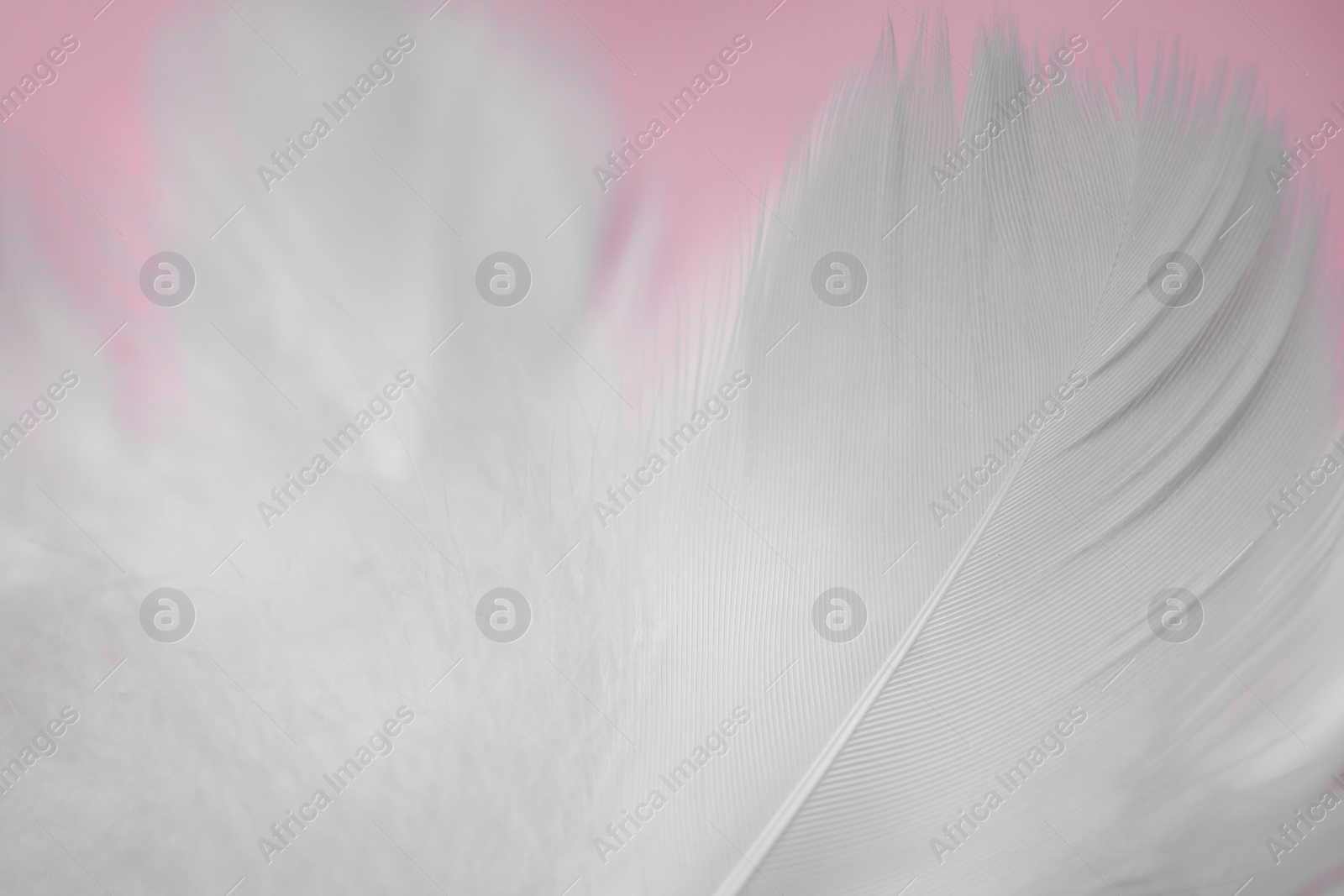 Photo of Fluffy bird feathers on pink background, closeup