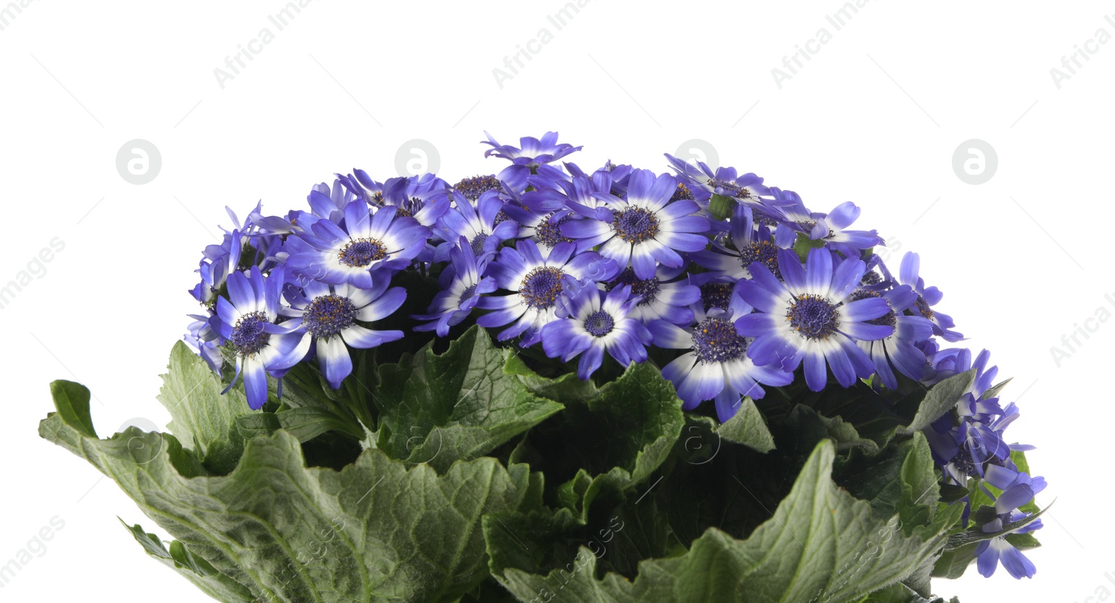Photo of Beautiful purple cineraria flowers on white background
