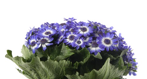 Beautiful purple cineraria flowers on white background