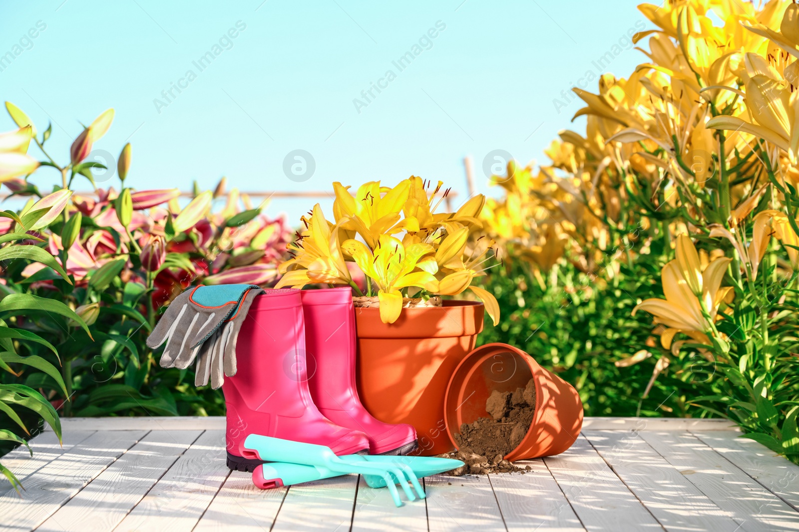 Photo of Gardening tools, rubber boots and lilies on white wooden table in flower field