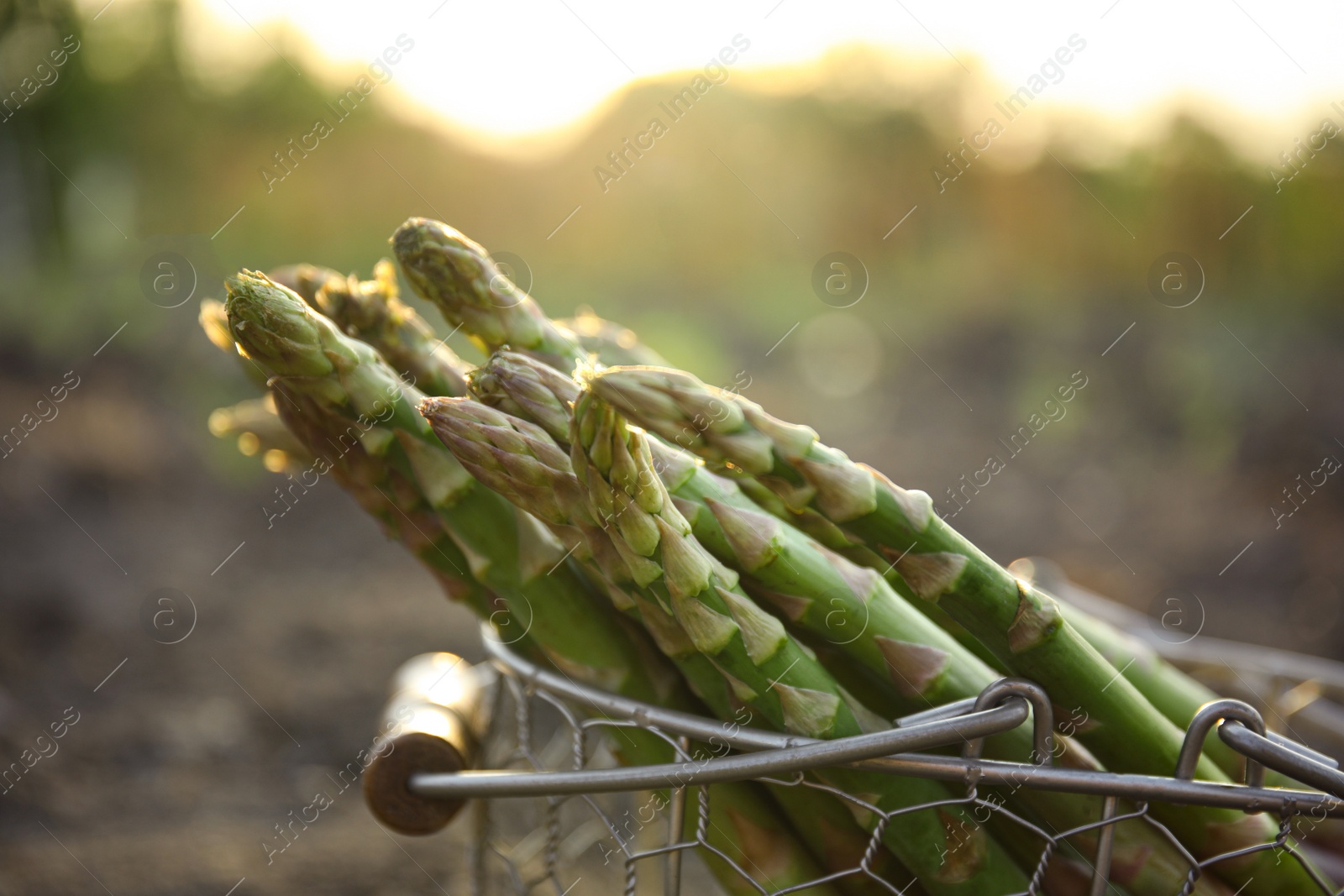 Photo of Metal basket with fresh asparagus outdoors, closeup