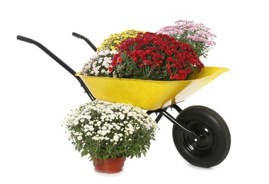 Beautiful potted chrysanthemum flowers and garden cart on white background