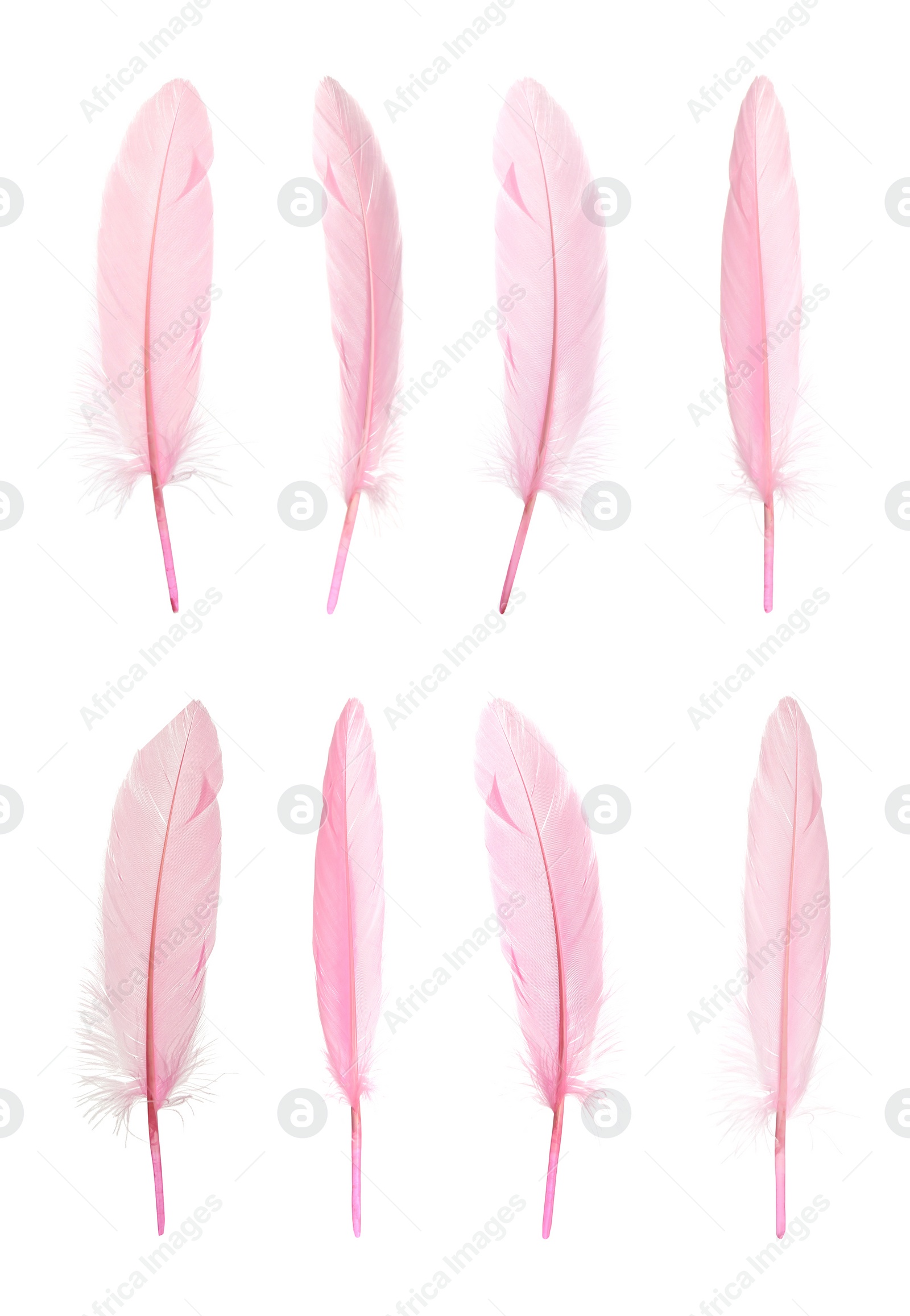 Image of Beautiful pink feathers isolated on white, set