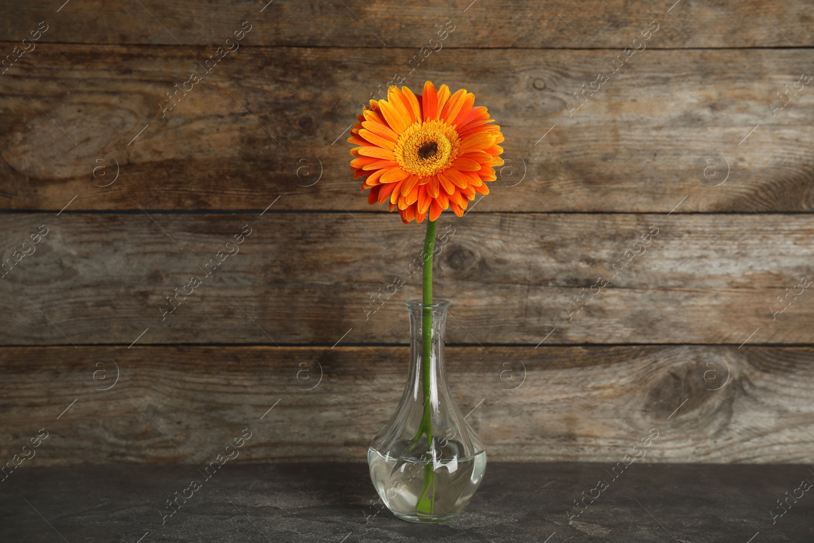 Photo of Beautiful bright gerbera flower in vase on table against wooden background