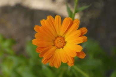 Photo of Beautiful blooming calendula flower outdoors, closeup view