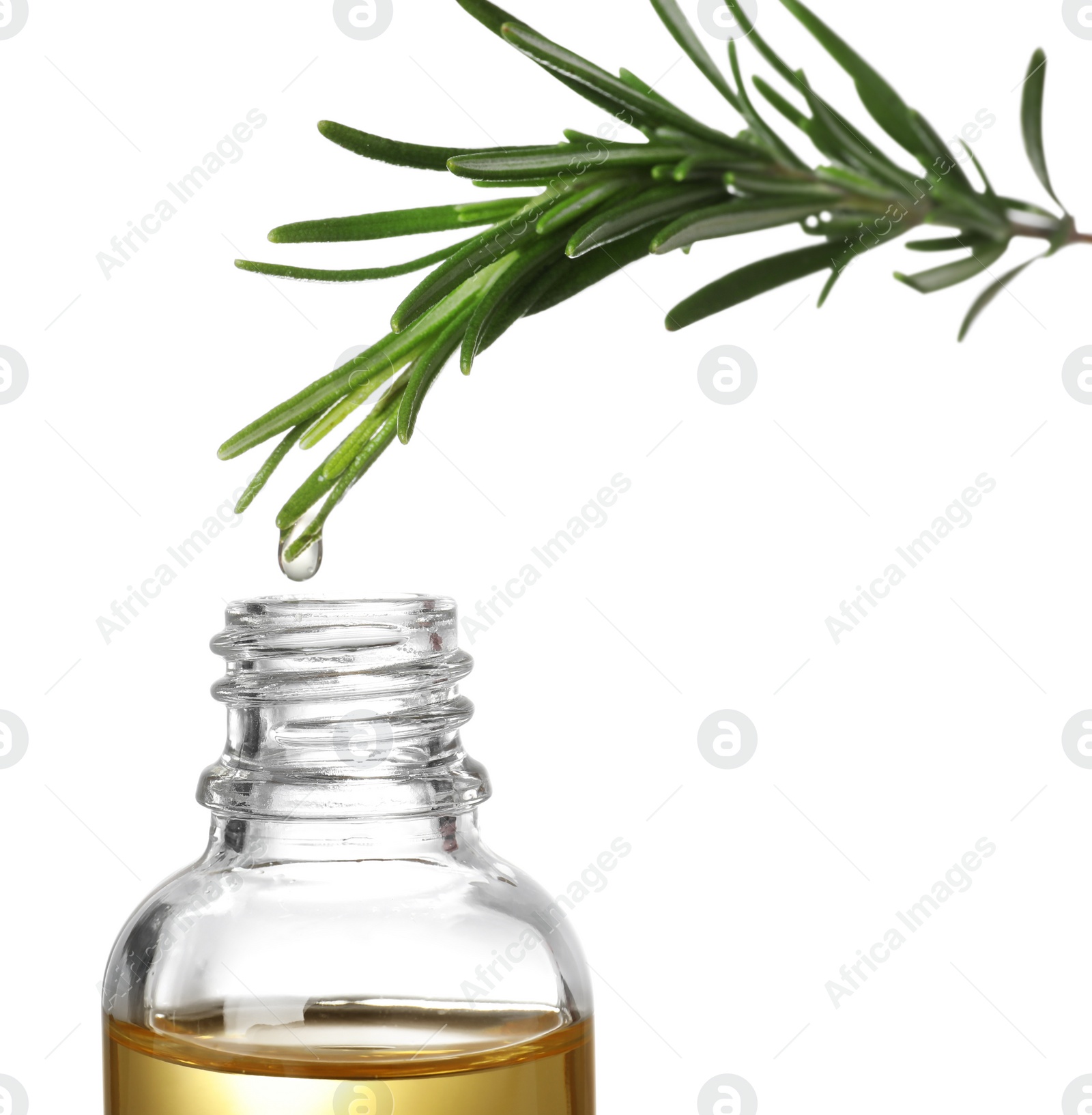 Photo of Rosemary branch with drop of essential oil over bottle against white background