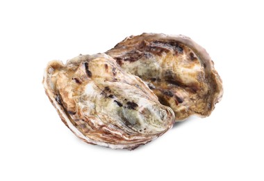 Photo of Fresh raw closed oysters on white background