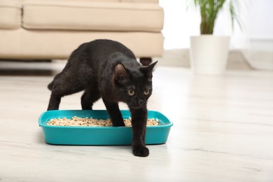 Photo of Cute black cat in litter box at home