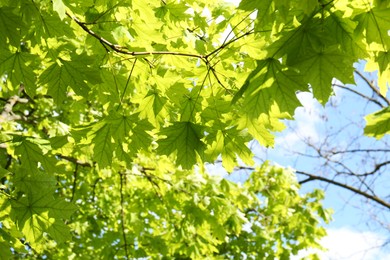 Photo of Beautiful maple tree with green leaves outdoors, low angle view