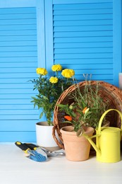 Beautiful plants and gardening tools on white wooden table near light blue wall