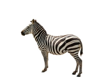 Image of Beautiful striped African on white background. Wild animal