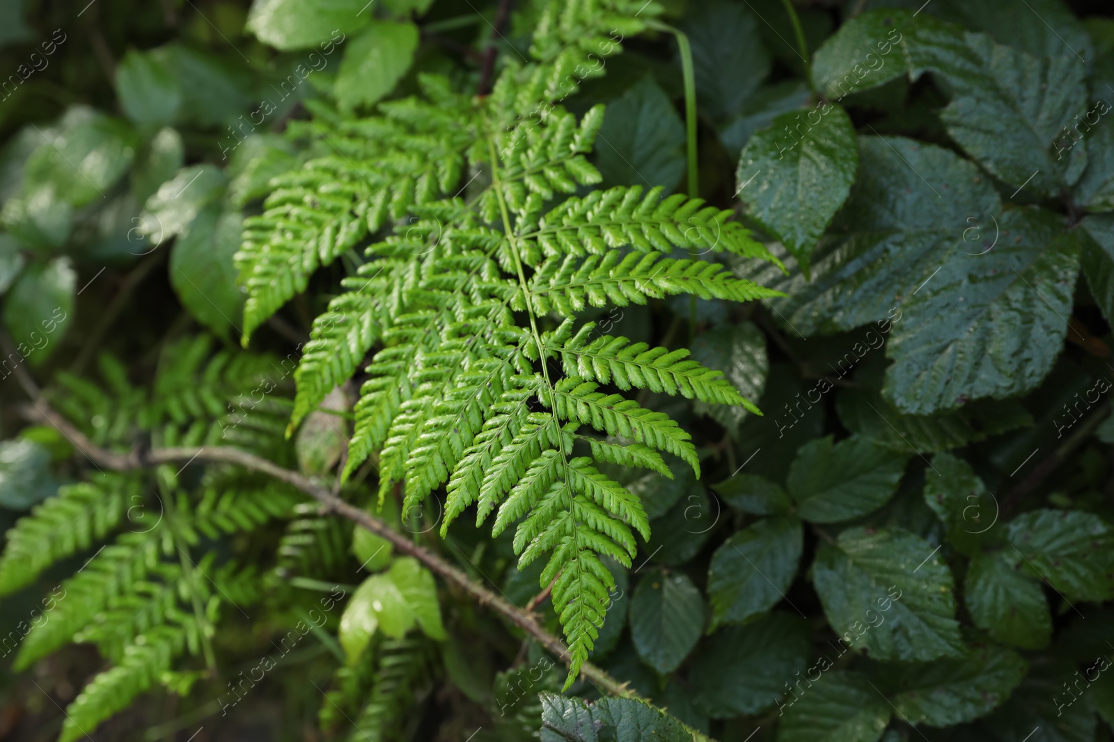 Photo of Green fern growing in forest, above view