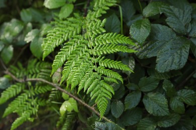 Green fern growing in forest, above view